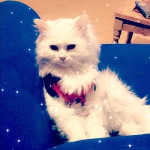 Meet your Posher, Fancy